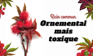 Lire la suite à propos de l’article Ricin commun, ornemental mais toxique