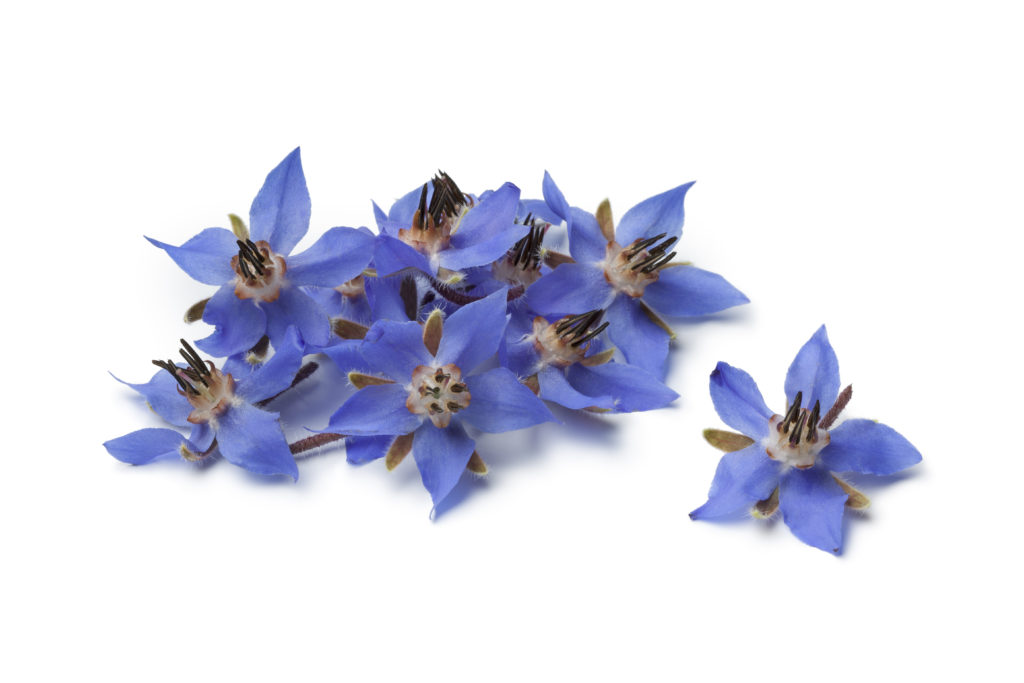Fleur de bourrache comestible Fleur comestible