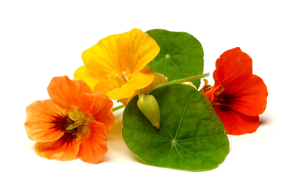 Capucine comestible Fleur comestible