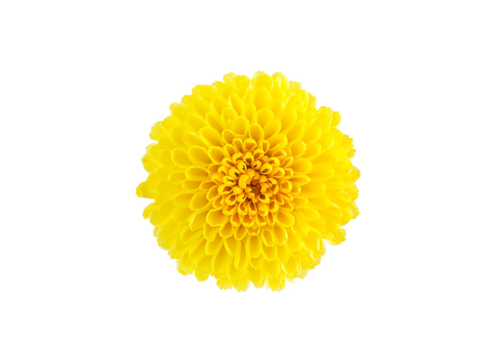 Chrysantheme comestible Fleur comestible