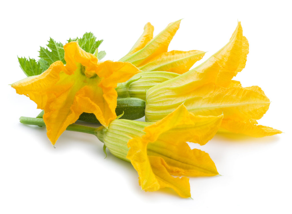 Fleur de courgette comestible