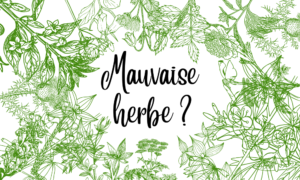 Lire la suite à propos de l’article La « mauvaise herbe » : mal aimée mais essentielle