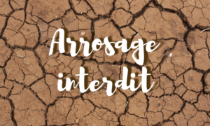Lire la suite à propos de l’article Sécheresse et interdiction d’arroser votre jardin : comprendre la restriction d’eau