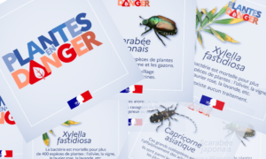 Lire la suite à propos de l’article « Plantes en danger » : la nouvelle campagne du ministère de l’Agriculture