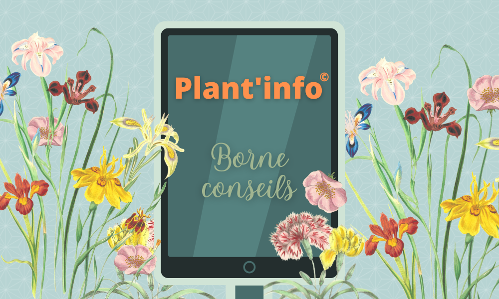 Plant’info : la borne conseils des jardineries