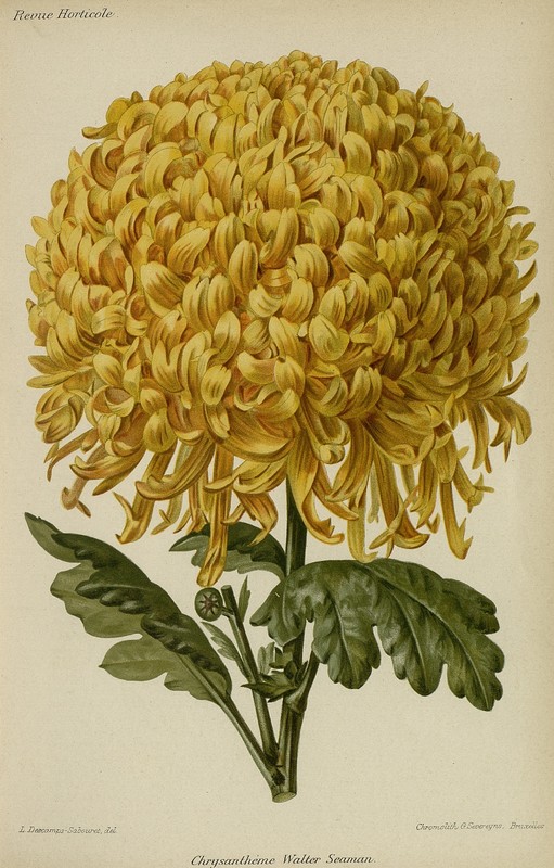Chrysanthème Walter Seaman