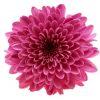 Chrysanthème - Adobe stock